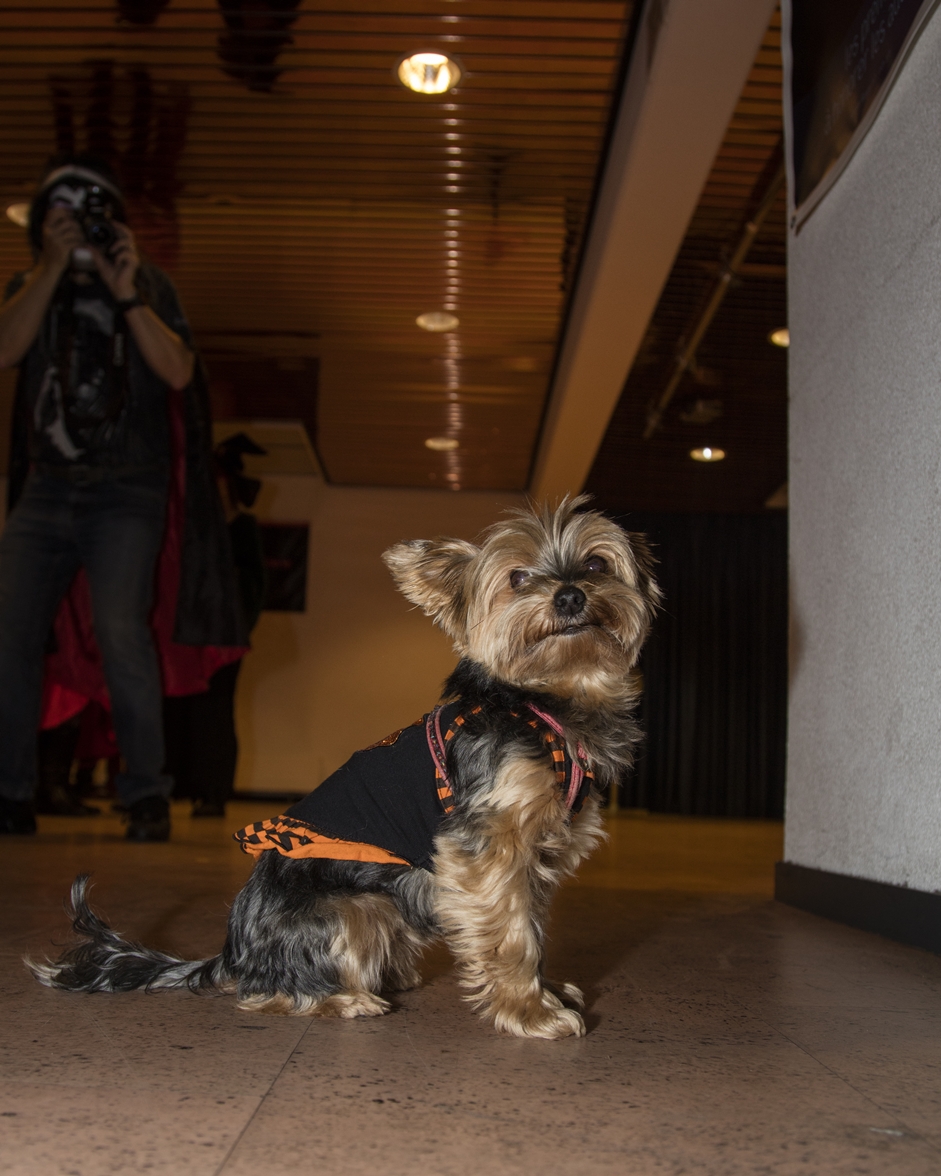 Halloween-5810-chien